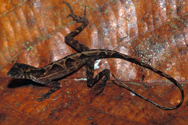 Many-scaled Anole (Anolis polylepis)