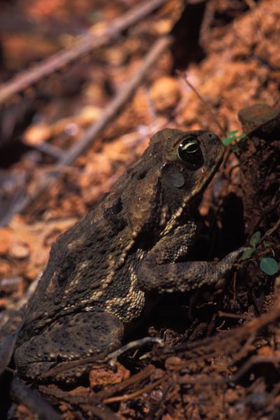 Pacific Forest Toad (Incilius aucoinae)