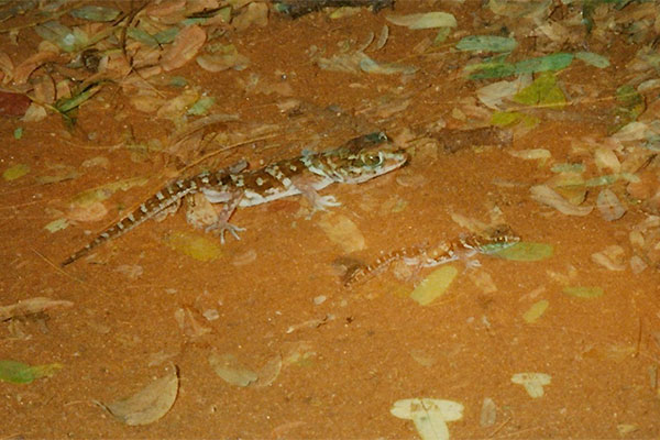 Madagascar Ground Gecko (Paroedura pictus)
