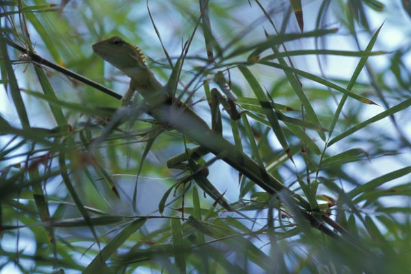 Maned Slender Agama (Bronchocela jubata)