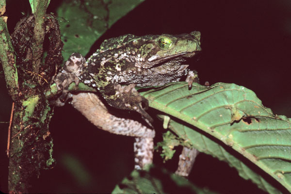 Green Climbing Toad (Incilius coniferus)