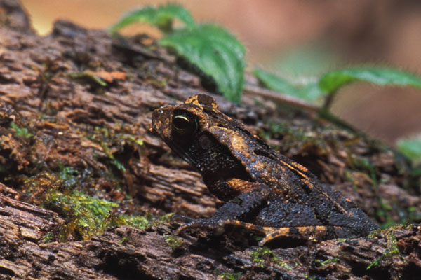 Pacific Forest Toad (Incilius aucoinae)