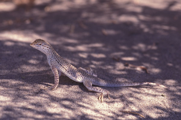 Coachella Fringe-toed Lizard (Uma inornata)
