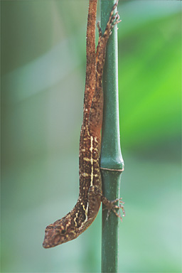 Osa Anole (Anolis osa)