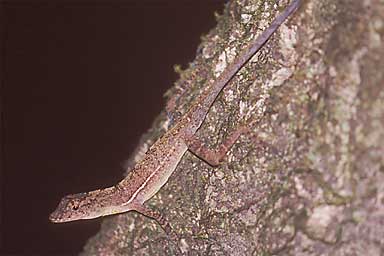 Osa Anole (Anolis osa)