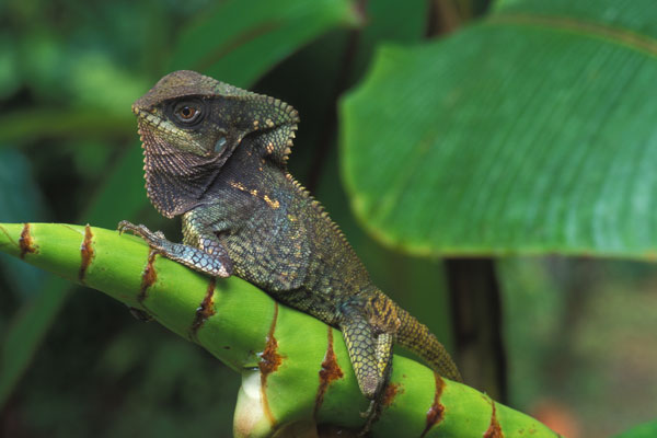 Helmeted Basilisk (Corytophanes cristatus)