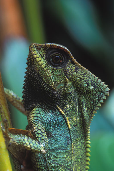 Helmeted Basilisk (Corytophanes cristatus)