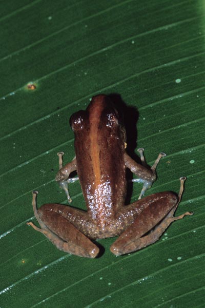 Common Rain Frog (Craugastor fitzingeri)