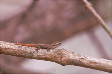 Tsavo Dwarf Gecko (Lygodactylus tsavoensis)
