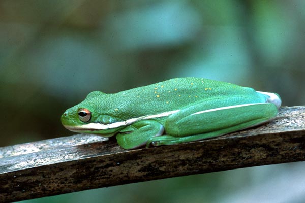 Green Treefrog (Hyla cinerea)