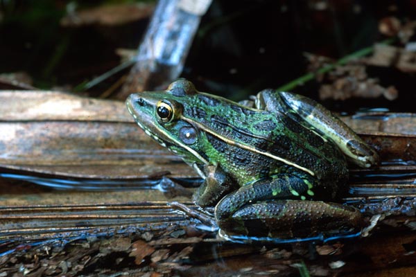 Florida Leopard Frog (Lithobates sphenocephalus sphenocephalus)