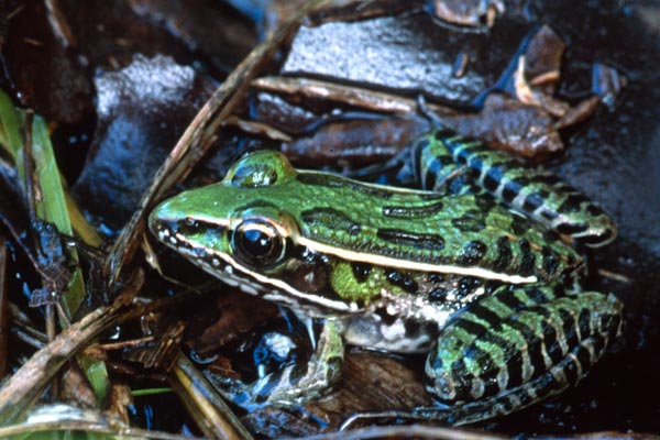 Florida Leopard Frog (Lithobates sphenocephalus sphenocephalus)