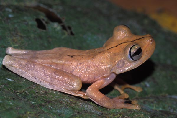 Gladiator Frog (Boana rosenbergi)