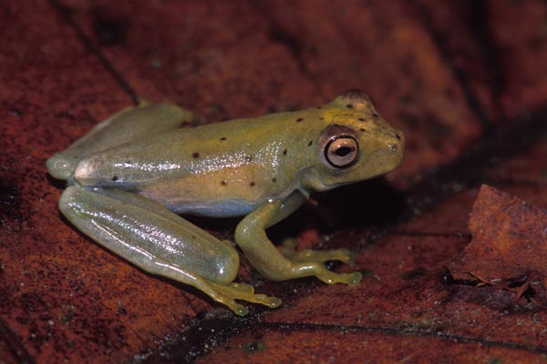 Gladiator Frog (Boana rosenbergi)