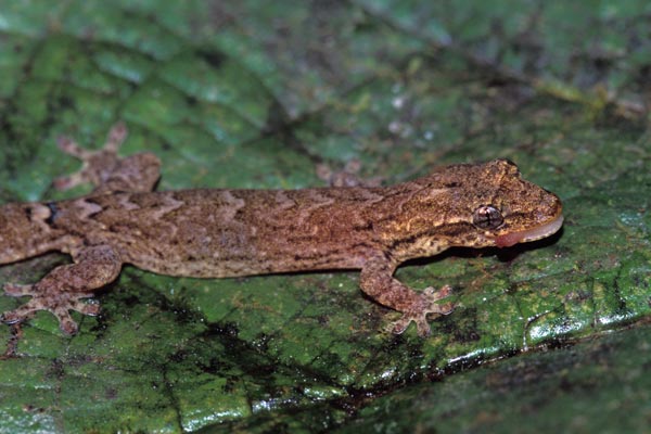 Mourning Gecko (Lepidodactylus lugubris)