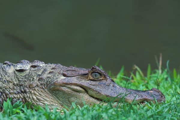 Common Caiman (Caiman crocodilus)