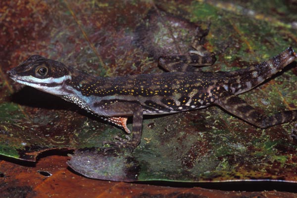 Water Anole (Anolis aquaticus)