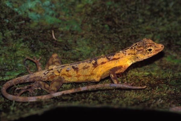 Ghost Anole (Anolis lemurinus)