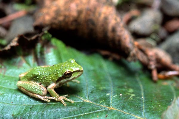 [http://www.wildherps.com/images/herps/standard/Pacific_treefrog_Van_Damme.jpg]