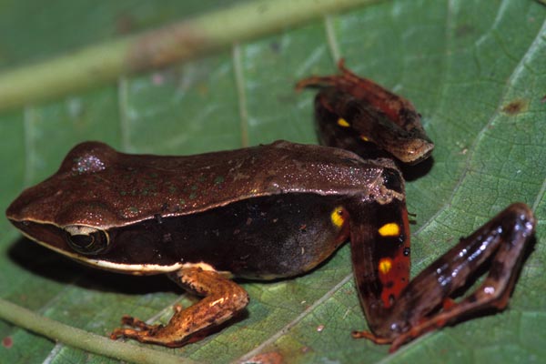 Brilliant Forest Frog (Lithobates warszewitschii)