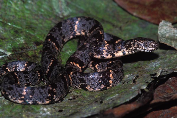 Cloudy Snail-eating Snake (Sibon nebulatus)