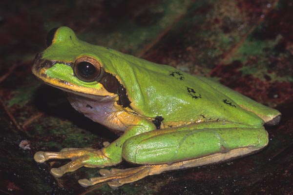 Masked Treefrog (Smilisca phaeota)