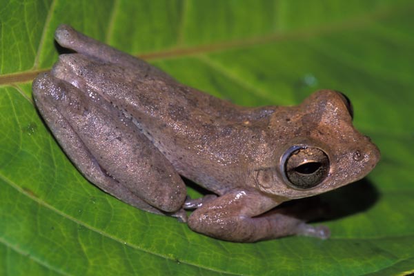 Drab Treefrog (Smilisca sordida)
