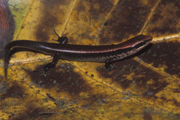 Striped Litter Skink (Sphenomorphus cherriei)