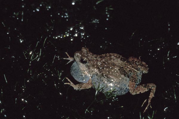 Túngara Frog (Engystomops pustulosus)