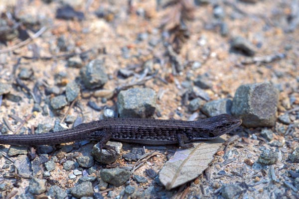 Shasta Alligator Lizard (Elgaria coerulea shastensis)