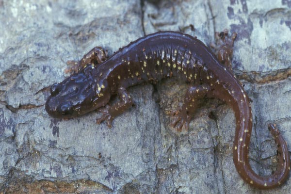 Arboreal Salamander (Aneides lugubris)