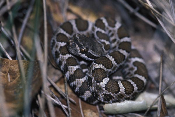 northern pacific rattlesnake