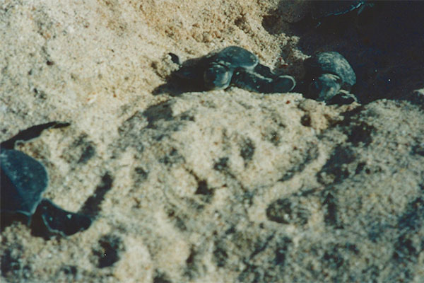 Green Sea Turtle (Chelonia mydas)