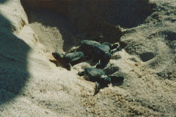 Green Sea Turtle (Chelonia mydas)