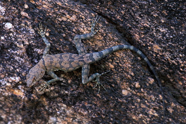 Mearns’s Rock Lizard (Petrosaurus mearnsi)