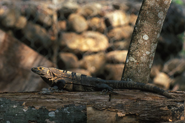 Black Spiny-tailed Iguana (Ctenosaura similis)