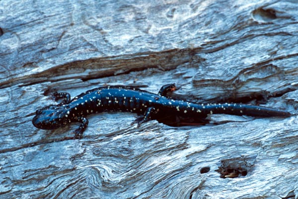 Black Salamander (Aneides flavipunctatus)