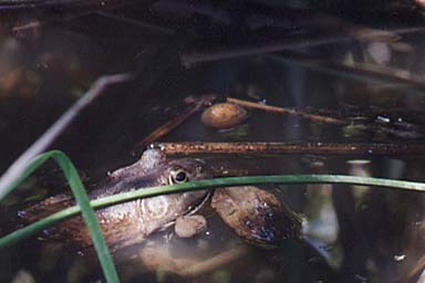 American Bullfrog (Lithobates catesbeianus)