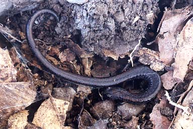 California Slender Salamander (Batrachoseps attenuatus)