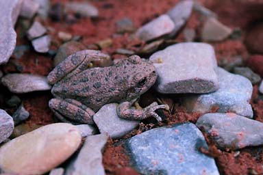 [http://www.wildherps.com/images/herps/standard/canyon_treefrog.jpg]