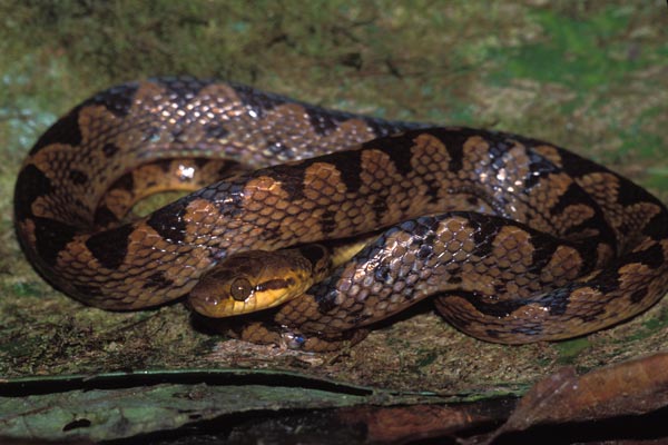 Cat-eyed Snake (Leptodeira septentrionalis)