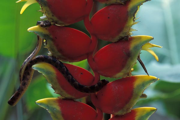 Esquinas Rainforest Lodge, Golfito region, Puntarenas province, Costa Rica