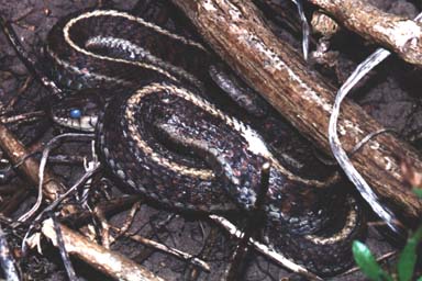 Coast Gartersnake (Thamnophis elegans terrestris)