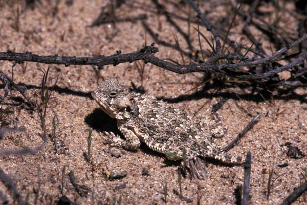 Blainville’s Horned Lizard (Phrynosoma blainvillii)