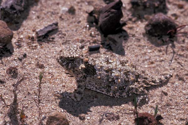 Blainville’s Horned Lizard (Phrynosoma blainvillii)