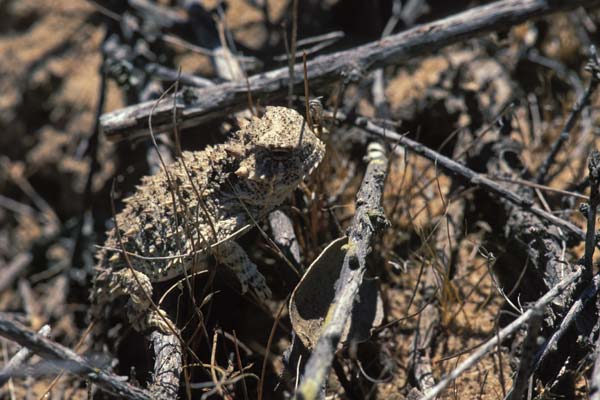 Blainville’s Horned Lizard (Phrynosoma blainvillii)