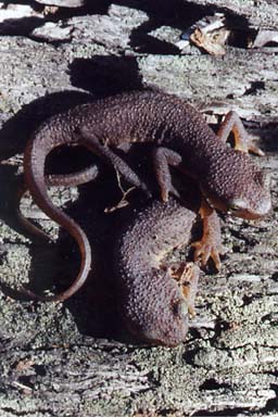 California Newt (Taricha torosa)
