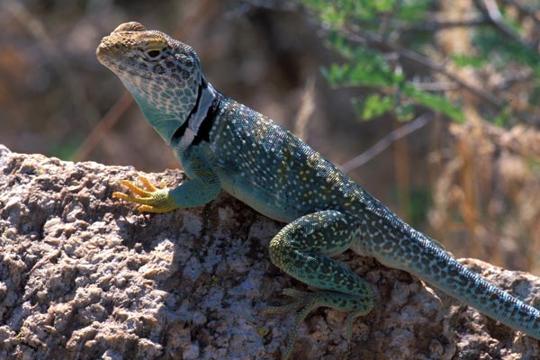Eastern Collared Lizard (Crotaphytus collaris)