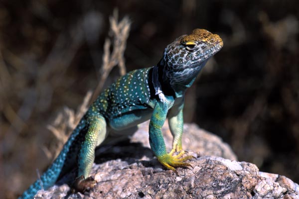 Eastern Collared Lizard (Crotaphytus collaris)