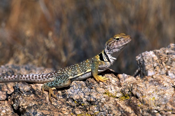 Eastern Collared Lizard (Crotaphytus collaris)